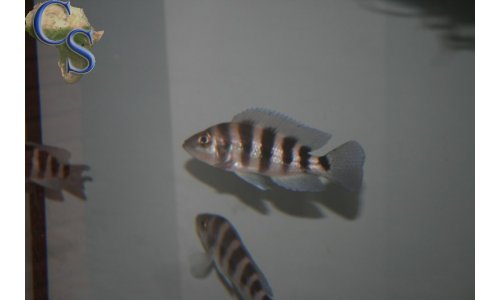 Neolamprologus sexfasciatus blau